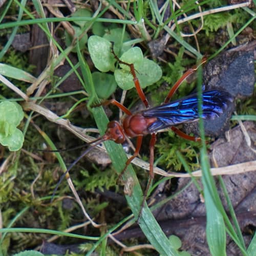 Rusty Spider Wasp reference