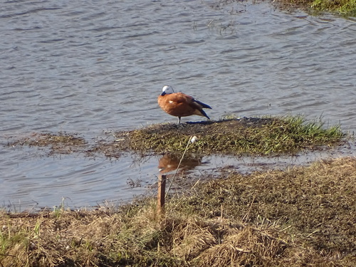 South African Shelduck reference