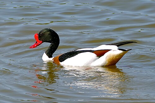 Common Shelduck reference