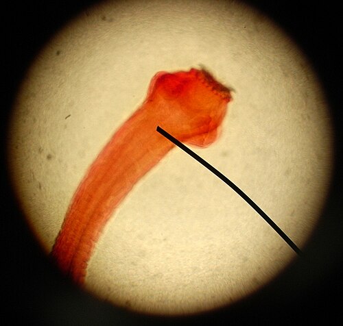 Rabbit Tapeworm reference