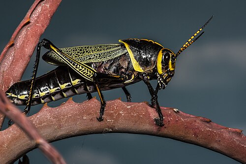 Horse Lubber Grasshopper reference