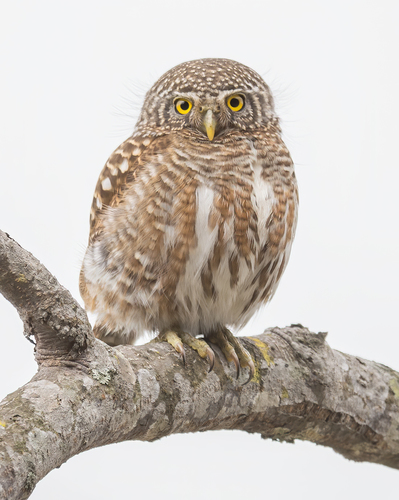 Collared Owlet reference