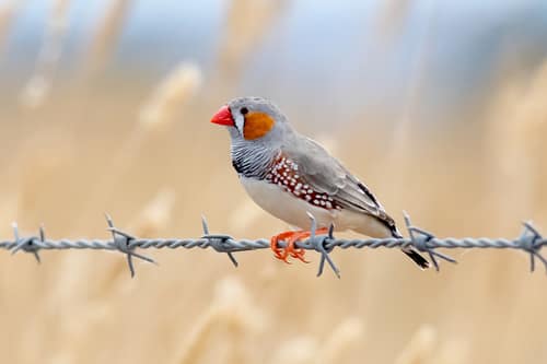 Zebra Finch reference