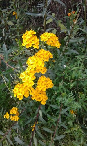 Sweetscented Marigold reference