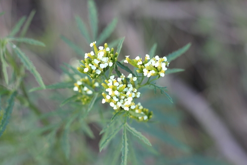Wild Marigold reference