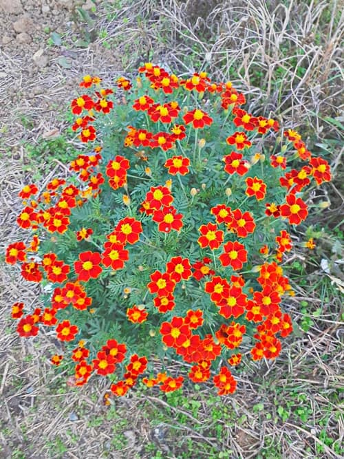 French Marigold reference