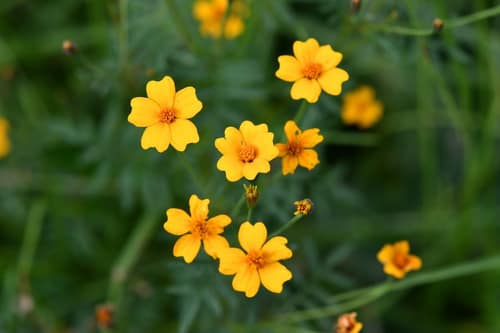 Signet Marigold reference