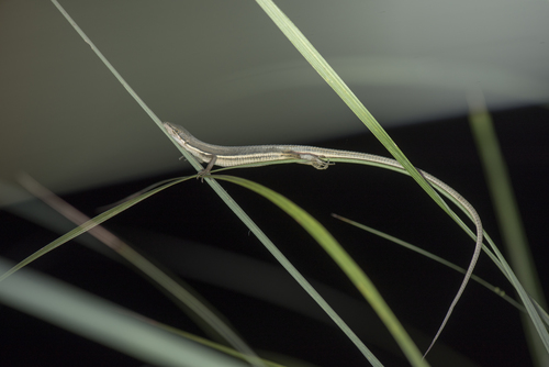 Formosan Grass Lizard reference