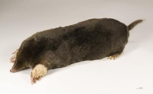 European Mole reference