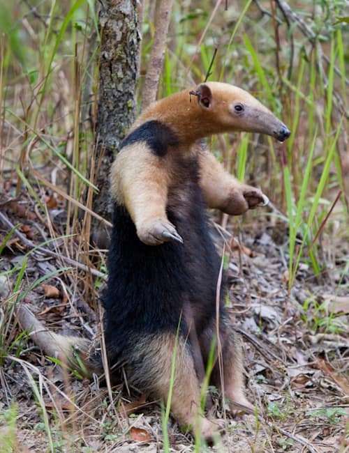 Southern Tamandua reference