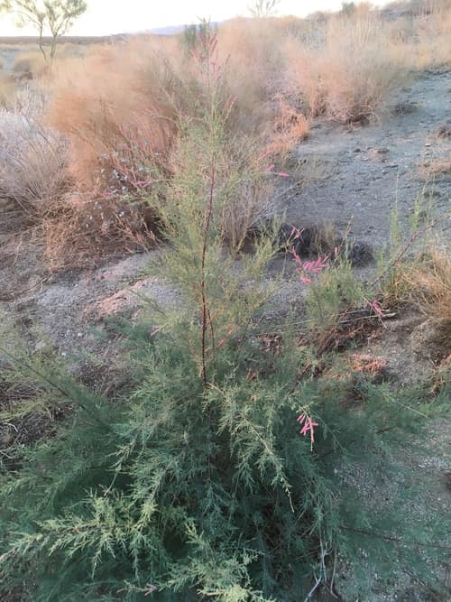 Chinese Tamarisk reference