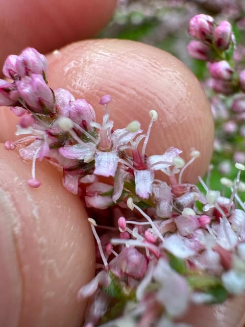 Smallflower Tamarisk reference