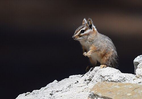 Cliff Chipmunk reference