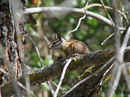 Merriam's Chipmunk reference