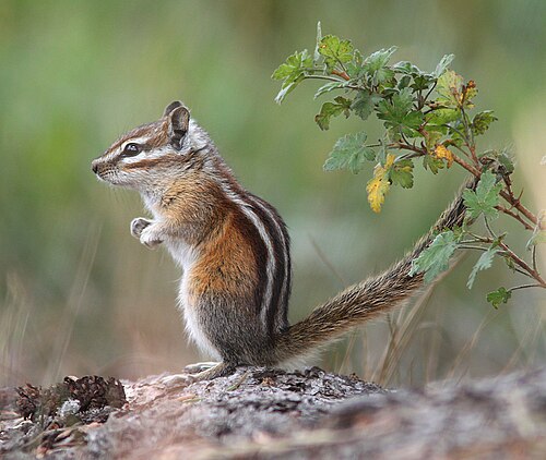Colorado Chipmunk reference