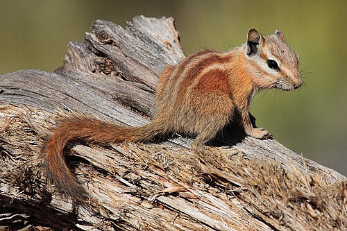 Hopi Chipmunk reference