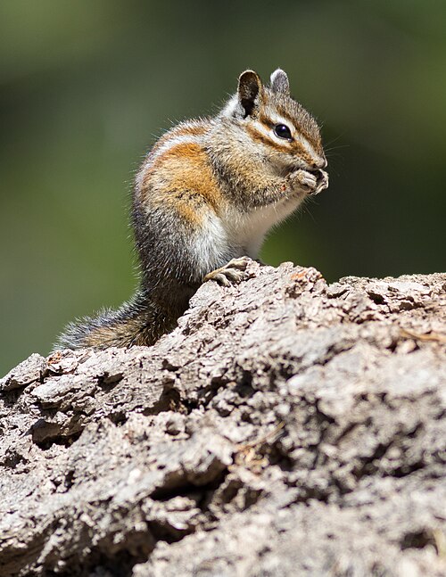 Shadow Chipmunk reference