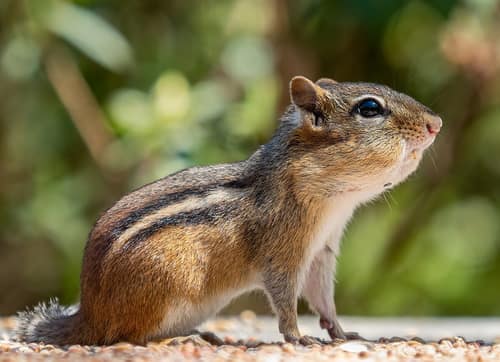 Eastern Chipmunk reference