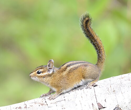 Townsend's Chipmunk reference