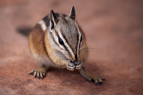 Uinta Chipmunk reference