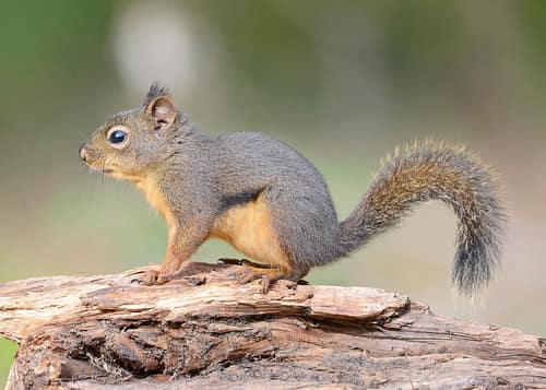 Douglas Squirrel reference