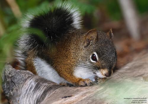 Southwestern Red Squirrel reference