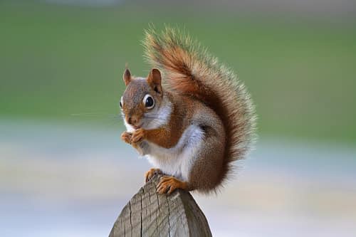 Red Squirrel reference