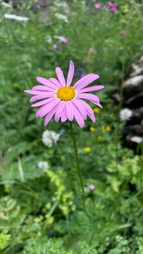 Painted Daisy reference