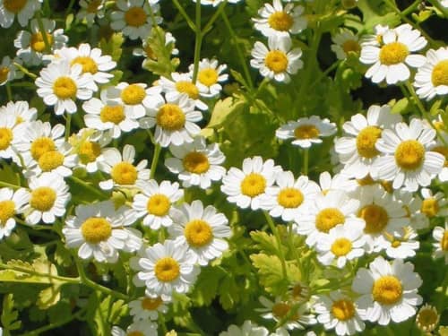 Feverfew reference