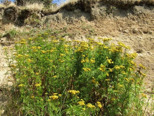 Common Tansy reference