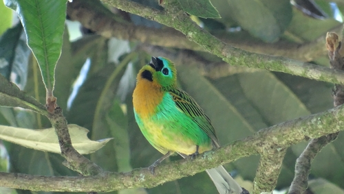 Brassy-breasted Tanager reference