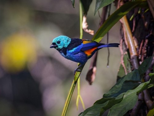 Seven-colored Tanager reference