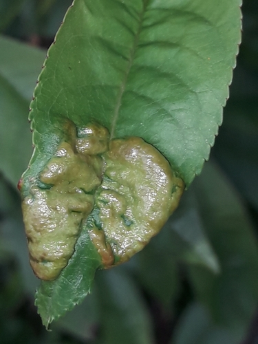 Peach Leaf Curl Fungus reference
