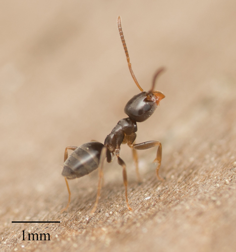 Odorous House Ant reference
