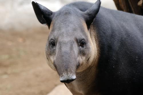 Baird's Tapir reference