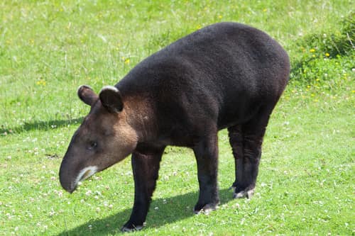 Mountain Tapir reference