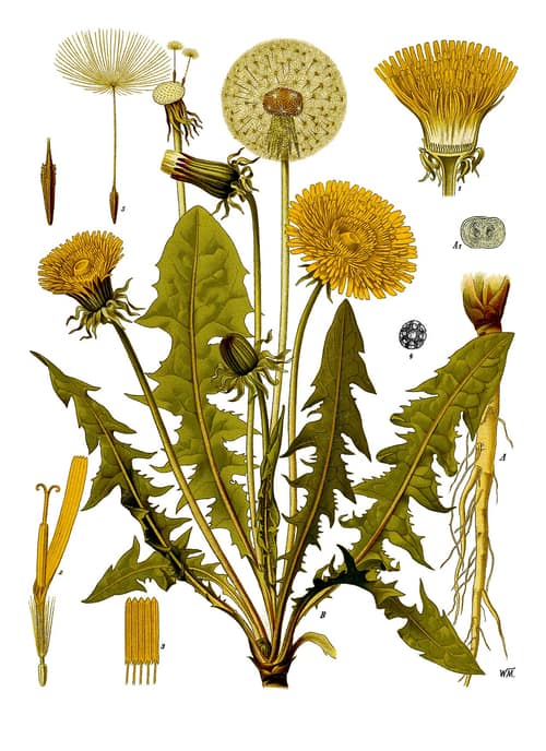Dandelion reference