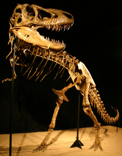 Tarbosaurus reference