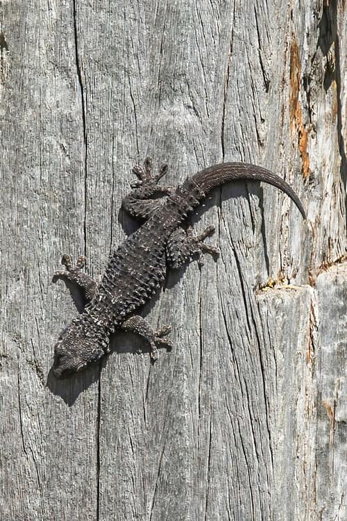 Moorish Gecko reference