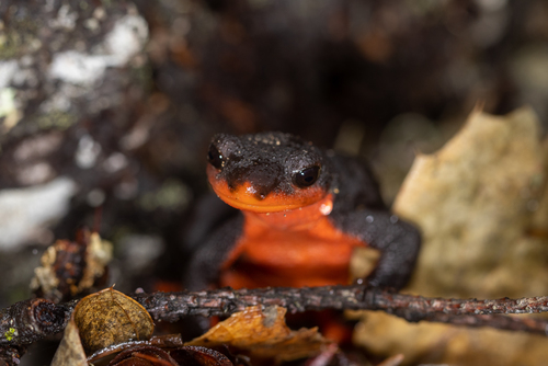 Red-bellied Newt reference