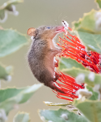 Honey Possum reference