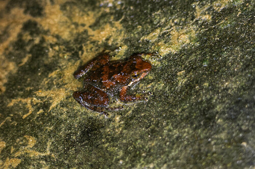 Eungella Torrent Frog reference