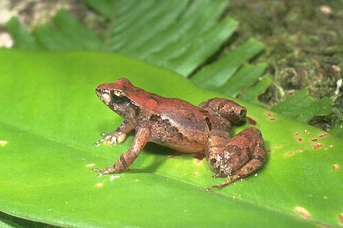 Eungella Tinker Frog reference
