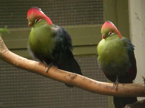 Fischer's Turaco reference