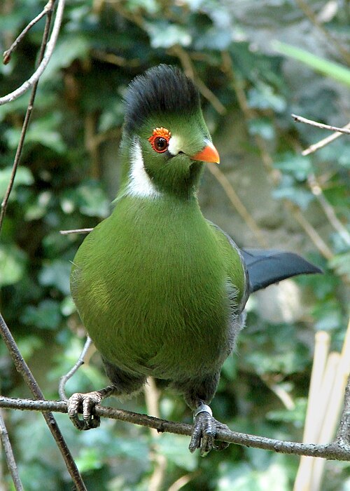 White-cheeked Turaco reference
