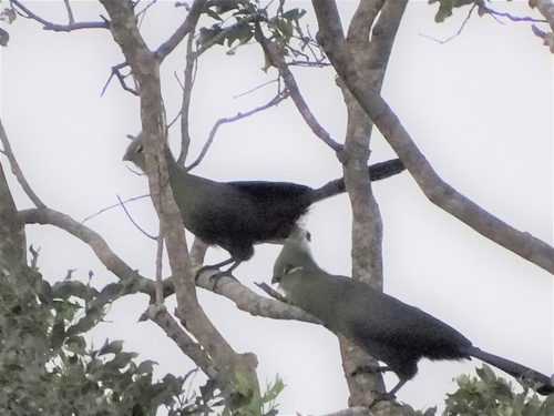 Livingstone's Turaco reference