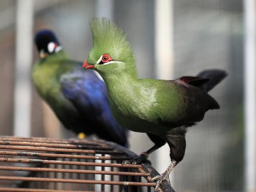 Guinea Turaco reference