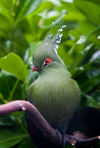 Schalow's Turaco reference
