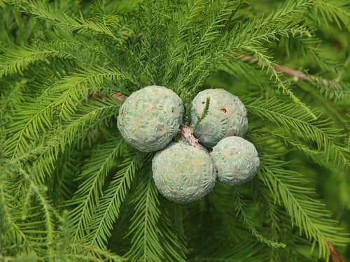 Bald Cypress reference
