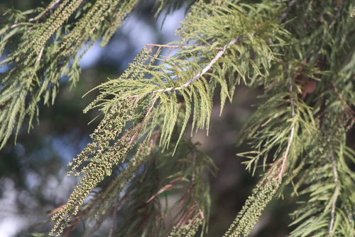 Montezuma Cypress reference